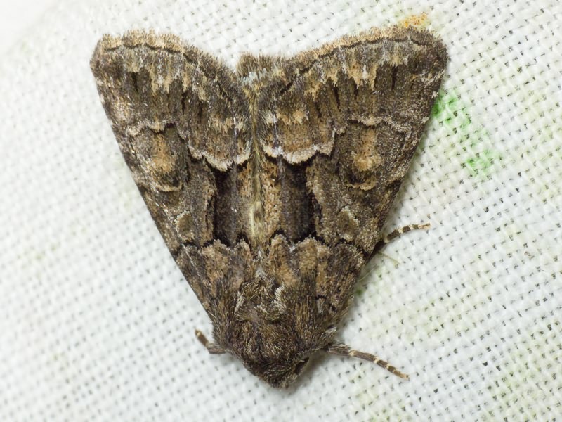 Thalpophila matura (Hufnagel, 1766)